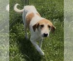 Small Coonhound-Great Pyrenees Mix