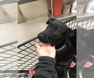 Labrador Retriever Dogs for adoption in Conroe, TX, USA