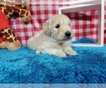 Small Photo #5 Goldendoodle-Poodle (Standard) Mix Puppy For Sale in PEYTON, CO, USA