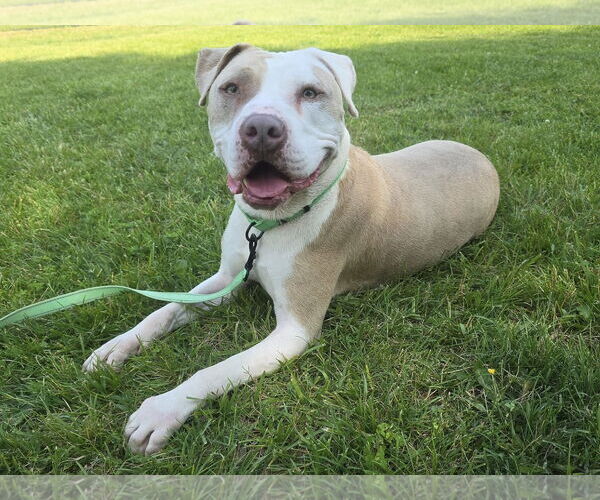 Medium Photo #3 American Pit Bull Terrier-Unknown Mix Puppy For Sale in Millersville, MD, USA