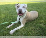 Small #2 American Pit Bull Terrier Mix