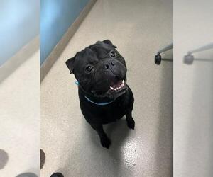 Bulldog-Unknown Mix Dogs for adoption in Newton, NC, USA