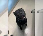 Small Bulldog Mix