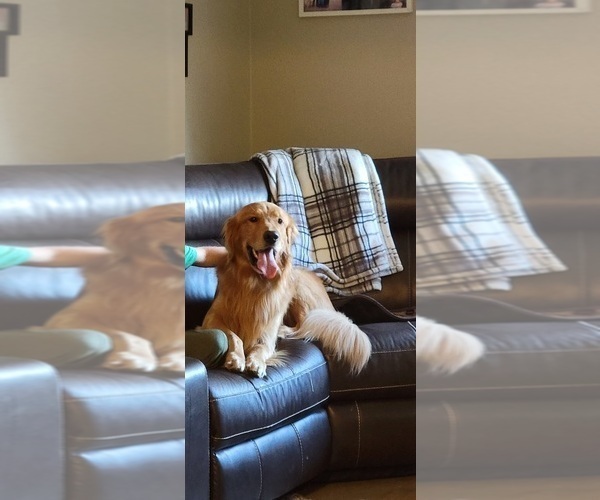 Medium Photo #1 Golden Retriever Puppy For Sale in MOUNT VERNON, IN, USA