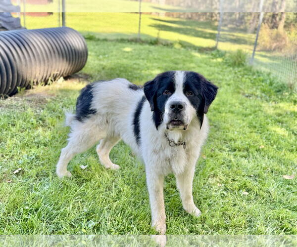 Medium Photo #5 Great Pyrenees-Saint Bernard Mix Puppy For Sale in Williamsburg, IA, USA