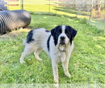 Small #4 Great Pyrenees-Saint Bernard Mix