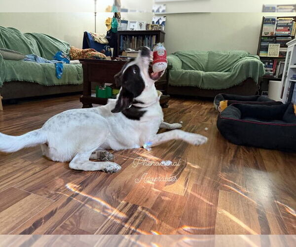 Medium Photo #6 American Pit Bull Terrier-Great Pyrenees Mix Puppy For Sale in Evansville, IN, USA