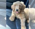 Small Photo #13 Goldendoodle-Poodle (Standard) Mix Puppy For Sale in DETROIT, MI, USA