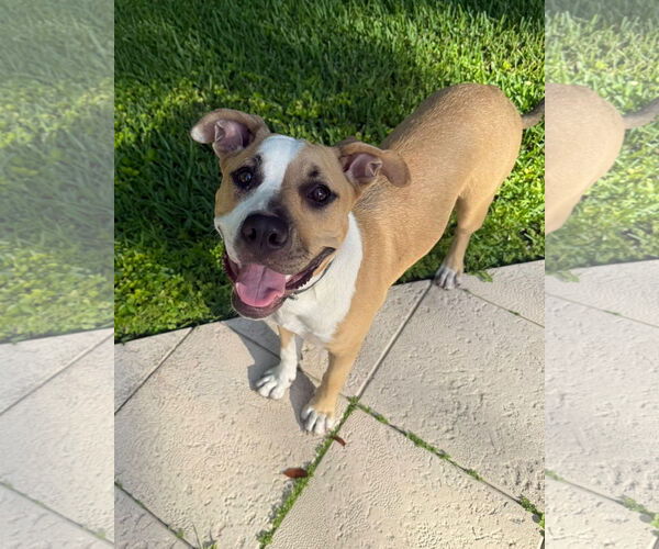 Medium Photo #1 American Pit Bull Terrier-Unknown Mix Puppy For Sale in Miami, FL, USA