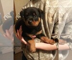 Small Photo #9 Rottweiler Puppy For Sale in HACKETT, AR, USA