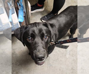 Labrador Retriever-Unknown Mix Dogs for adoption in North Myrtle Beach, SC, USA