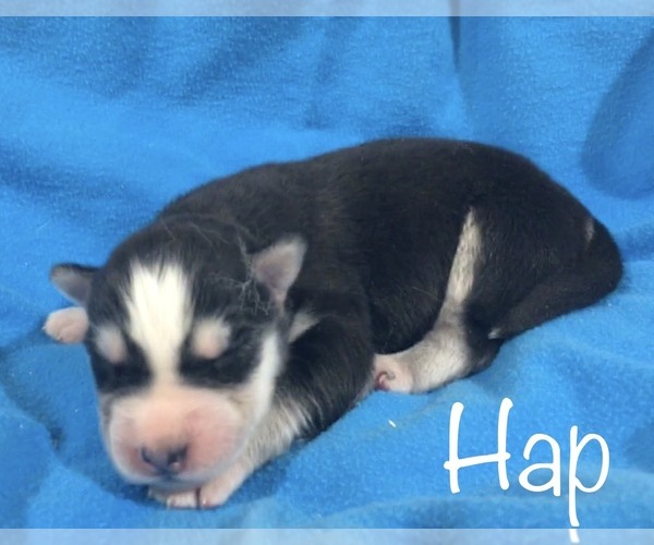Medium Photo #1 Siberian Husky Puppy For Sale in DEARBORN, MO, USA