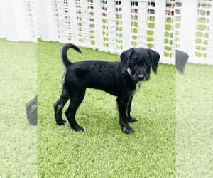Poodle (Miniature)-Unknown Mix Dogs for adoption in Valrico, FL, USA