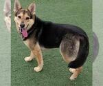Small #4 German Shepherd Dog Mix