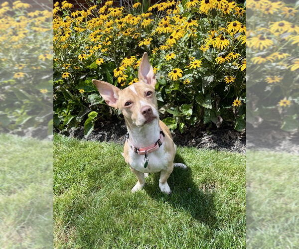Medium Photo #2 Pembroke Welsh Corgi-Staffordshire Bull Terrier Mix Puppy For Sale in Springdale, PA, USA