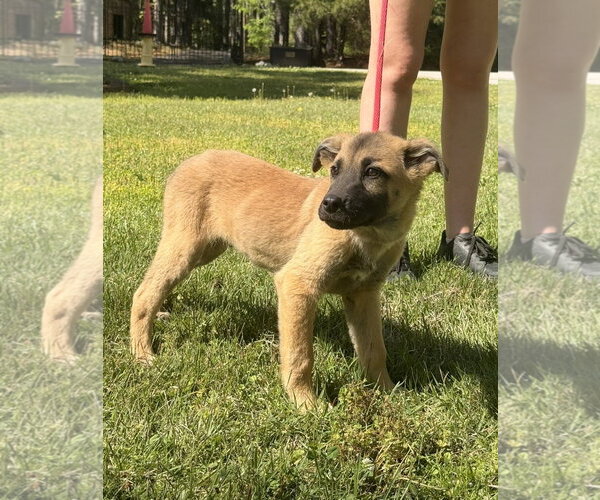 Medium Photo #3 German Shepherd Dog-Great Pyrenees Mix Puppy For Sale in Yardley, PA, USA