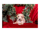 Small Photo #28 Australian Cattle Dog-Catahoula Leopard Dog Mix Puppy For Sale in WELLMAN, IA, USA