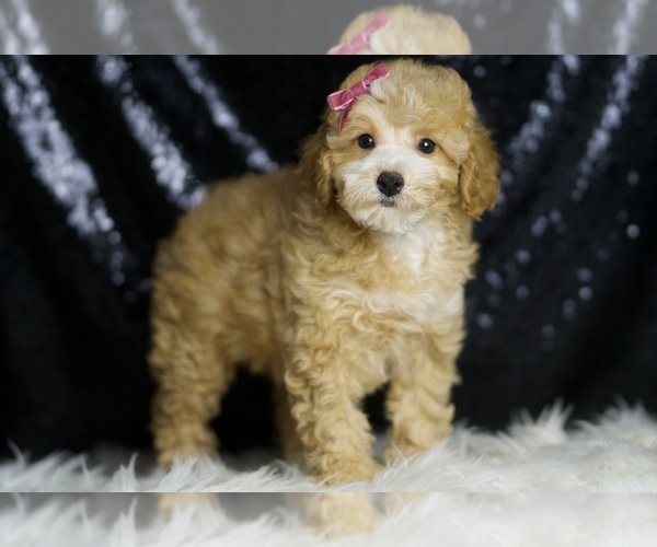 Medium Photo #3 Poodle (Toy) Puppy For Sale in WARSAW, IN, USA