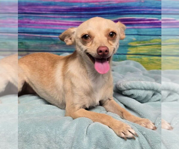 Medium Photo #2 Chihuahua Puppy For Sale in Lakewood, CO, USA