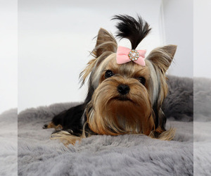 Yorkshire Terrier Puppy for sale in LOS ANGELES, CA, USA