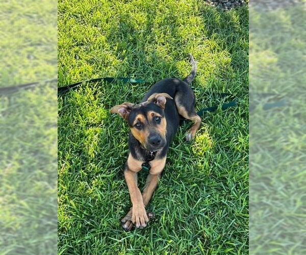Medium Photo #2 German Shepherd Dog Puppy For Sale in Fayetteville, NC, USA