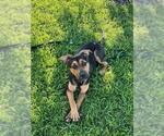 Small #1 German Shepherd Dog