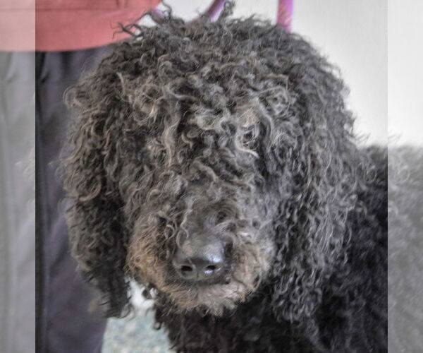 Medium Photo #1 Mutt Puppy For Sale in Huntley, IL, USA