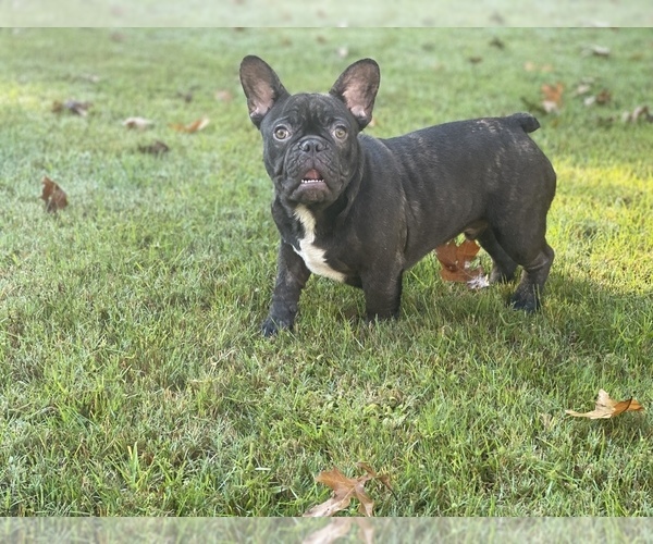 Medium Photo #1 French Bulldog Puppy For Sale in MABLETON, GA, USA