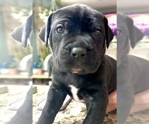 Cane Corso-Daniff Mix Puppy for sale in WARSAW, IN, USA
