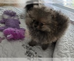 Puppy Baby Pomeranian
