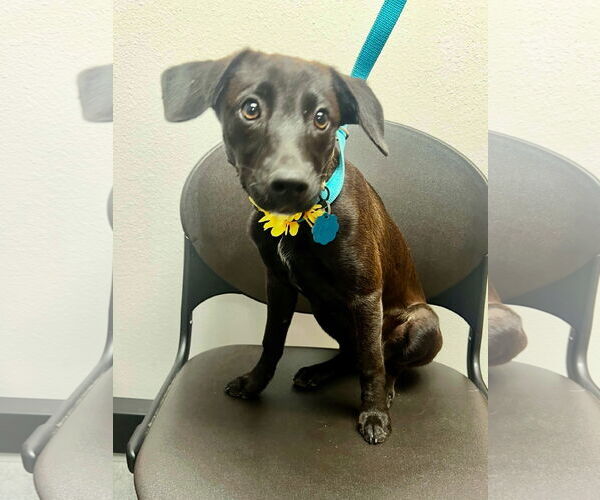 Medium Photo #3 Labrador Retriever-Unknown Mix Puppy For Sale in Euless, TX, USA