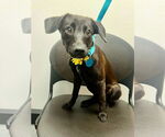 Small #2 Labrador Retriever Mix