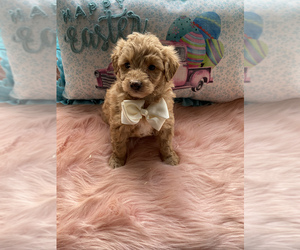 Goldendoodle (Miniature) Puppy for sale in BEECH GROVE, IN, USA