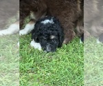 Small #2 Aussiedoodle-Bernedoodle Mix