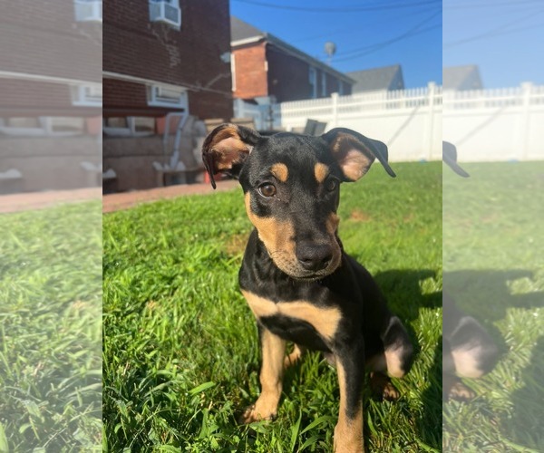 Medium Photo #2 Plott Hound-Unknown Mix Puppy For Sale in Woodbury, NY, USA