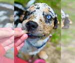 Small Catahoula Leopard Dog Mix