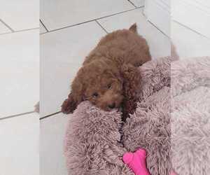 Goldendoodle (Miniature) Puppy for sale in CORAL GABLES, FL, USA