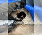 Small Photo #8 Belgian Malinois Puppy For Sale in REESEVILLE, WI, USA