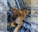 Small #1 German Shepherd Dog