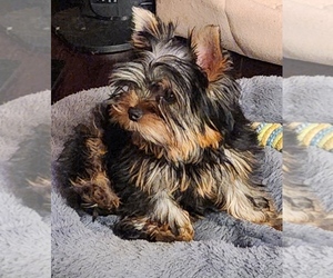 Yorkshire Terrier Puppy for sale in ROUND LAKE, IL, USA