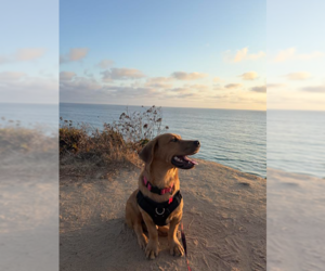 Johnny - Male Basset Hound-Retriever  Mix Dog for Adoption - Photo #3