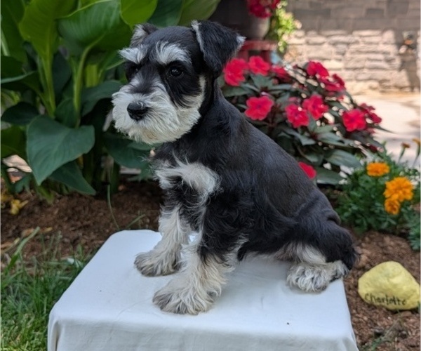 Medium Photo #42 Schnauzer (Miniature) Puppy For Sale in GOSHEN, IN, USA