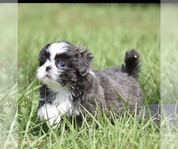 Medium Photo #6 Shih Tzu Puppy For Sale in PALM COAST, FL, USA