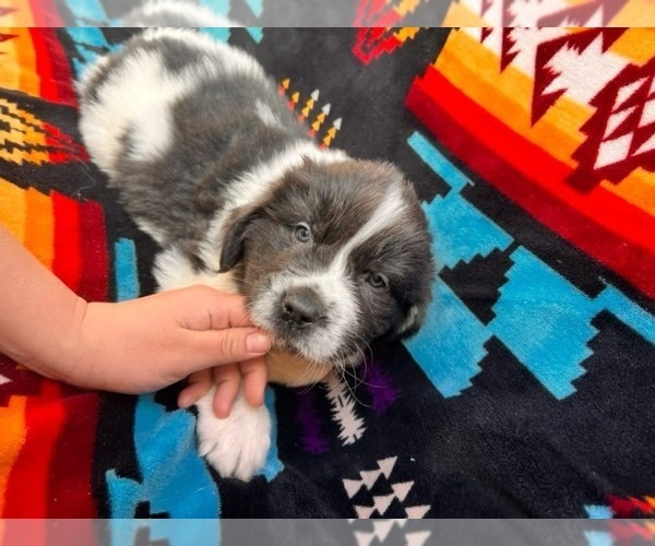 Medium Photo #2 Newfoundland Puppy For Sale in SPRAGUE, WA, USA