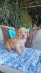 Small Photo #5 Labradoodle Puppy For Sale in FRESNO, CA, USA
