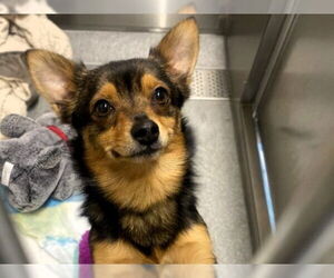 Chiranian Dogs for adoption in Orange, CA, USA