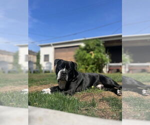 American Pit Bull Terrier-Unknown Mix Dogs for adoption in Crete, IL, USA