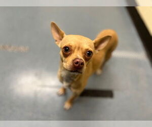 Chihuahua Dogs for adoption in Denver, CO, USA