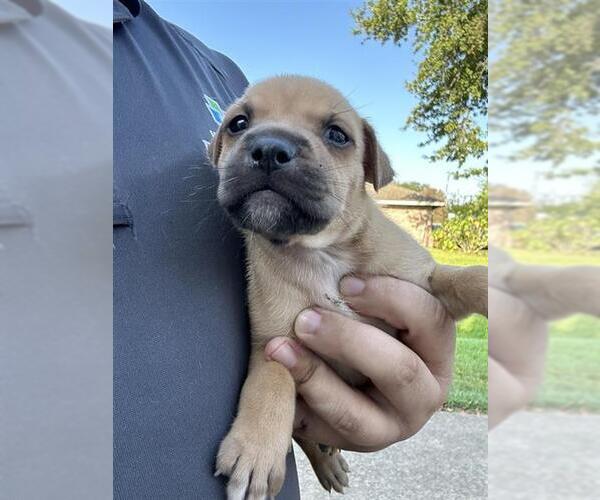 Medium Photo #1 Labrador Retriever-Unknown Mix Puppy For Sale in Houston, TX, USA