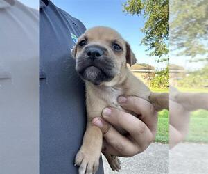 Labrador Retriever-Unknown Mix Dogs for adoption in Houston, TX, USA